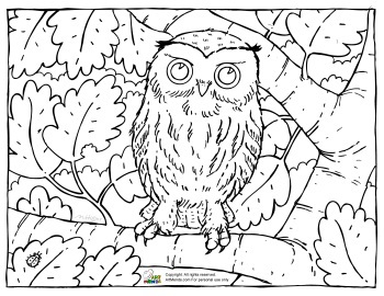 Art Mends Owl Coloring Page
